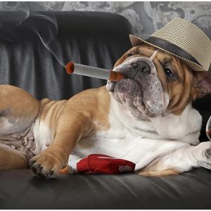 Teekland ตุ๊กตาหนานุ่มบดตุ๊กตาสุนัขตุ๊กตาสร้างสรรค์ส่งเสียงได้ทนต่อการกัดของเล่นสัตว์เลี้ยง3ชิ้นพร้อมกล่อง