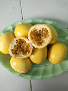 jual buah markisa atau saprola untuk orang ngidam harga 1 kg