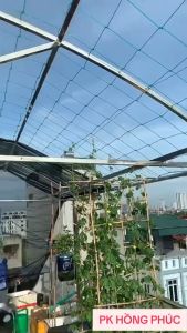 Lưới giàn leo lưới làm giàn cho cây dây leo làm giàn mướp bầu bí nhiều kích cỡ tặng kèm dây buộc