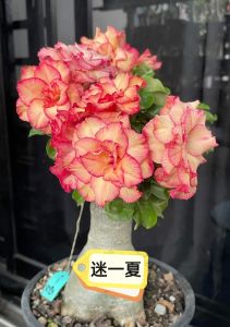 Mini Adenium Obesum Bonsai ID Mi Yi Xia 迷一夏 迷你富贵花