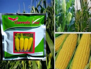 Benih jagung manis BARUNA isi 250 gram Garuda sed
