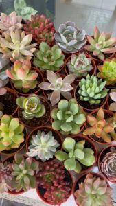 Real Live Succulent and Cactus Plant Ready Stock Pokok Hidup Cacti Kaktus 仙人掌多肉植物现货