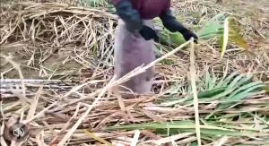 ดตัดเคียวเกี่ยว รูดใบอ้อย มีดตัดอ้อย เคียวเกี่ยวอ้อยอเนกประสงค์