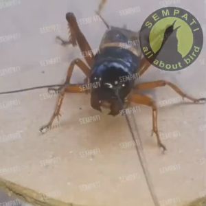 SEMPATI Kandang Jangkrik Mini Kandang Jangkrik Ulat Maggot Wadah Jangkrik Alam Tempat Jangkrik Kalung Jrabang Jerabang Selering Rumah Jangkrik Celontang Jeliteng Kandang Jangkrik Keren Unik