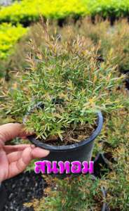 สนหอม ไล่ยุง พุ่มสวยงาม กระถาง 5 นิ้ว และ 11 นิ้ว