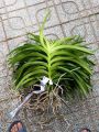 COMBO Nhiều Màu Cây Lan Giống Mokara cao 30-40 Cm (Đỏ,Vàng,Tím,Hồng,Cam). 