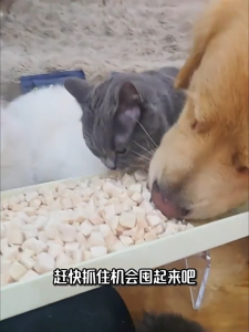 [SG] 100% Pure Chicken Freeze Dried Cat Treats High Protein Hairball Control Healthy Snack for Cats & Dogs