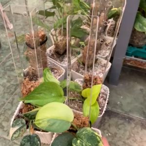 Plant Specialist/14inch Acrylic Plant Pole for home and garden -Mini Plant Pole for indoor and outdoor Use-Php150.00