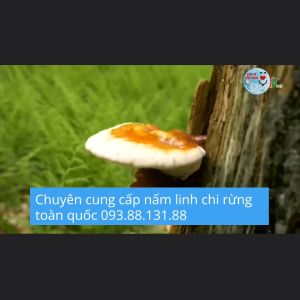 Sống trường thọ nhờ dùng Nấm Linh Chi Cổ Thụ Tự nhiên thường xuyên
