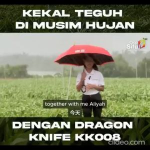 (50 KG) Biji Benih Kangkung Daun Lebar Dragon Knife 关刀 KK008 CROP POWER Broadleaf Kangkung Seeds Kangkong 阔叶空心菜种子 KK 008