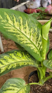 Cây Vạn Niên Thanh - Có hai kích cỡ - Tổng thể 30+ cm - Trang trí trong nhà!