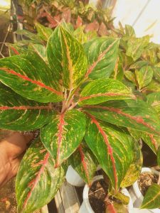 Tanaman hias aglonema red payer jumbo