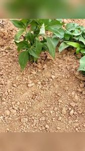 Sarung Tangan Penggali & Cangkul Kecil untuk Tanaman