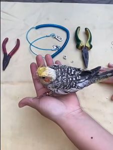 Dây Tập Bay Dây Huấn Luyện Dây Xích Vòng Chân Cho Chim Vẹt Dây Dài 3M