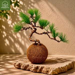 Kokedama Dragon Pine Bonsai / Taiwan Juniper Moss Ball | Indoor Desk Plant | Japanese Zen Decor | Letsplant 苔藓苔玉球盆栽