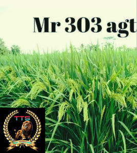 BENIH PADI UNGGUL 303 AGT KEMASAN ORIGINAL 1KG