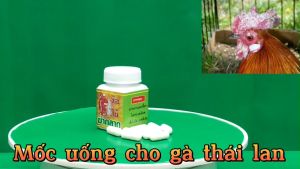 MỐC UỐNG THÁI LAN cho gà đá  1Lo .Mốc Ông Cụ Sản Phẩm Cho Chọi Bị Lác Dạng Nặng Cả Chân Lông.