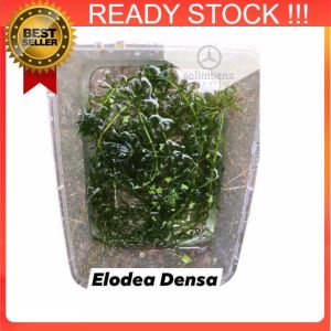 5pcs 10cm Anacharis Elodea densa - live aquatic plant aquarium - Ready Stock