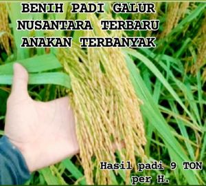 BENIH BIBIT PADI GALUR NUSANTARA TERBARU ANAKAN TERBANYAK kemasan 5KG