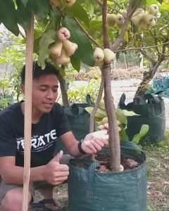 Bibit / Pohon Jambu Air Madu Super Unggul Cepat Berbuah / Sudah Berbunga