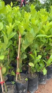 มะนาวเลม่อน ยูเรก้า(สูง 30-40 เซน) กิ่งตอน