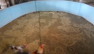 ไข่ไก่ชนพม่าม้าล่อรำงเมีองเหนือเจ้าน้ำอ้อย