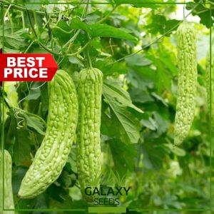 \"GalaxySeeds\" Ampalaya Seeds for Planting Vegetable Plants (4 Seed) Including extra fertilizer - Hybrid Plant