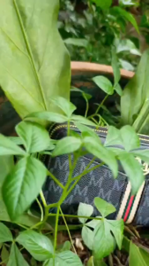 Dompet Panjang Wanita Premium Lengkap Slot Kulit Elegan Motif WA1212B5 2 Amarachi Hitam Resleting