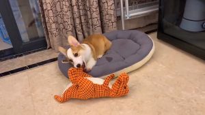 30cm Chew Squeaky Toy For Dogs Bite Resistant Plushie Stuff Toy For Dogs Interactive Toy