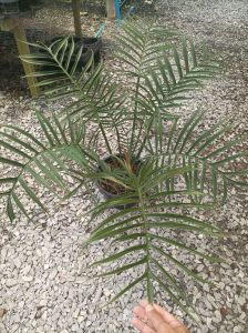 ทอร์ทัม (Philodendron Tortum)