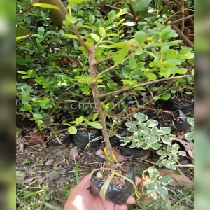 Linh Sam Núi chuẩn giống F1 tuyệt đẹp cây sam núi sam núi linh sam núi