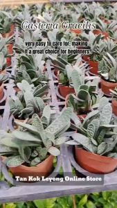 TKL - Gasteria Gracilis Succulent Plant 子宝/元宝花多肉植物