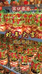 TKL - 🐲CNY 2024🐉Green Forest Lucky Plant Set Series 🐲龙年吉祥栽盆🐉小森林盆栽组合 开张送礼/风水盆栽/招财盆栽 - Part 1