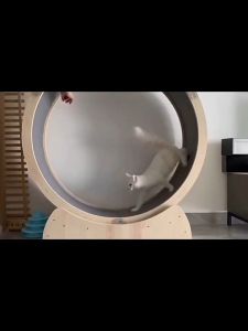 Silent rolling solid wood fiberboard cat and dog treadmill running wheel pet exercise fitness gym toy