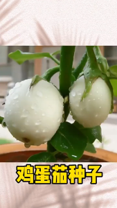 Benih Terung Telur (30seeds)/鸡蛋茄子籽/Cute Eggplant
