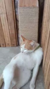 EUCAZA ที่ลับเล็บแมว การที่ฝนเล็บแมว ทำจากไม้จริง พร้อมส่ง ของเล็บแมว คอนโด แข็งแรง