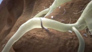 Nematisida Velum Prime SC 400 g/l: Keunggulan Terbaru Pertahanan Tanaman Optimal Menangkal Nematoda