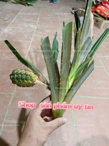 Dứa dại tím ( cây giống hàng hiếm nhanh có quả)