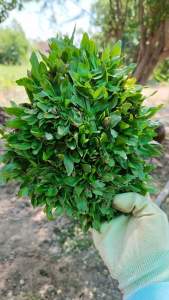 หญ้าไทเปชุด1ตารางเมตร