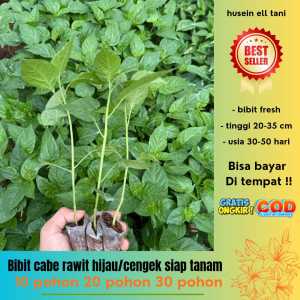 ( banyak pilihan ) bibit polybag cabe rawit hijau cengek siap tanam mudah untuk tumbuh