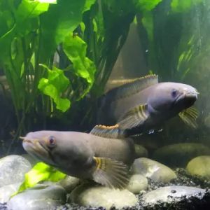 ORIGINAL SEPASANG/PAIR CHANNA LIMBATA SAIZ 5INCI| LIMITED STOCK