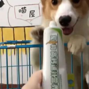 PETLOVER Calcium Supplement for Dog Multivitamin Calcium for Dog Vitamin C 狗狗营养品狗狗营养 Pet Calcium Dog Vitamins and Supplement