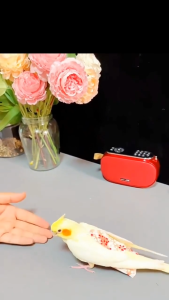 Quần áo kiêm tã vải cho chim vẹt link 2 (Hàng mới về) - Love Pets Shop