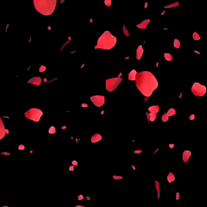 Chito8 1000pcs 100pcs Artifical Rose Petals Fake Rose Petals Fabric Rose Wedding Party Handicraft DIY Honeymoon Proposal Romantic Decoration 玫瑰花瓣