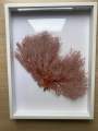 ปะการังแดงพัดทะเลธรรมชาติ RED CORAL FAN การตกแต่งสุดหรูหราจาก Deep Sea คอลเลคชั่น Feng Shui. 