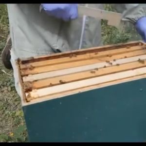Alat Ternak Lebah Kotak Lebah Madu Bee Queen Rearing Peralatan Pemeliharaan Luar Ruangan