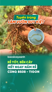 BS08 Tigon Diệt Tuyến Trùng Rễ 250g 500g - Phòng Vàng Lá Cải Tạo Đất Phục Hồi Cây - Bác Sĩ Cây Xanh