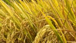 COMBO 4 SẢN PHẨM CHUYÊN LÚA (Ra rễ nở bụi 1 lít Siêu vô gạo 500ml kabo sữa 500ml Chắc hạt 1 lít)