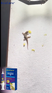 🦎ไม่มีจิ้งจกตลอดทั้งปี🦎ยาฆ่าจิ้งจก กำจัดจิ้งจก ยากำจัดจิ้งจก ยาไล่จิ้งจก 30g ดึงดูดและควบคุมจิ้งจกได้อย่างรวดเร็ว เห็นผลไว การปกป้องที่ยาวนาน ไม่เหม็น เหมาะสำหรับใช้ในครัวเรือน ครีมกำจัดตุ๊กแก ยาฆ่าตุ๊กแก ยากำจัดตุ๊กแก ยาจิ้งจก ครีมกำจัดจิงจก