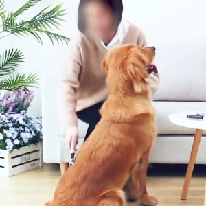 แปรงขนสุนัข หวีซอยขนสุนัข หวีแมว หวีขนสุนัข หวีสางขนที่พันกัน แปรงกําจัดขนสองด้าน ใช้ได้ทั้งแมว หมา G3592